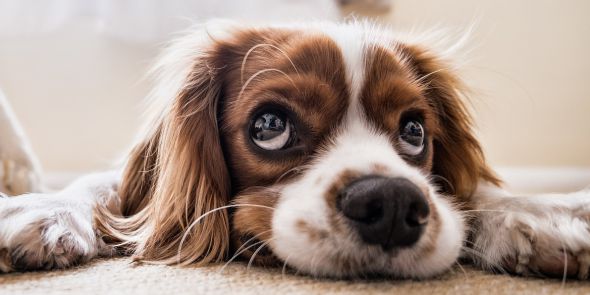 CBD für Hunde - Anwendung bei Angstzuständen - CBD-DOG Anwendung bei Angstzuständen